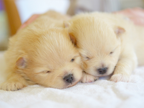 ペットにも安心